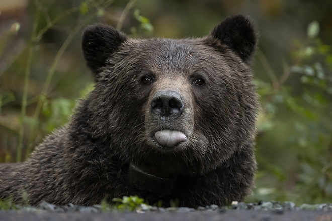 Grizzly Bear Haines, Alaska, USA