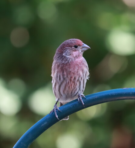 Red Finch London, ON