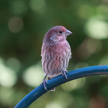 Red Finch