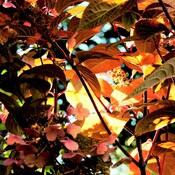 Euphorie des couleurs de l’automne!