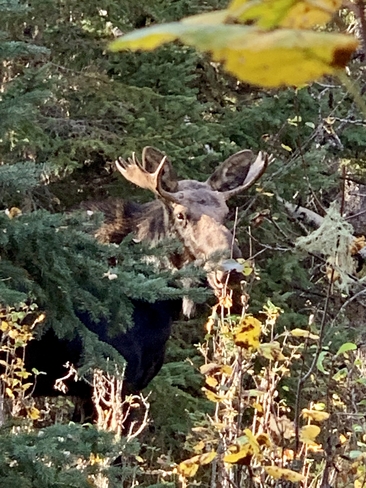 Young bull moose yesterday Lacombe, Alberta, CA