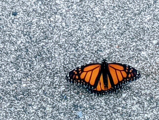 Monarch Butterfly Erieau, ON