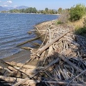Driftwood on Okanagan Lake