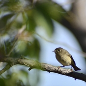 Cute Little Bird 🍃