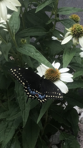 Beautiful butterfly Hamilton, Ontario, CA