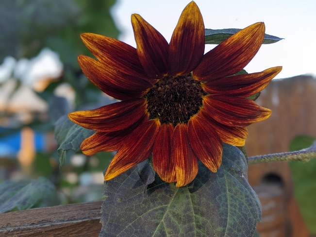 Sunflower Aldergrove, Langley Township, BC