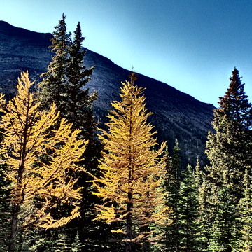 K Country Larch