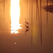 Herons at sunset