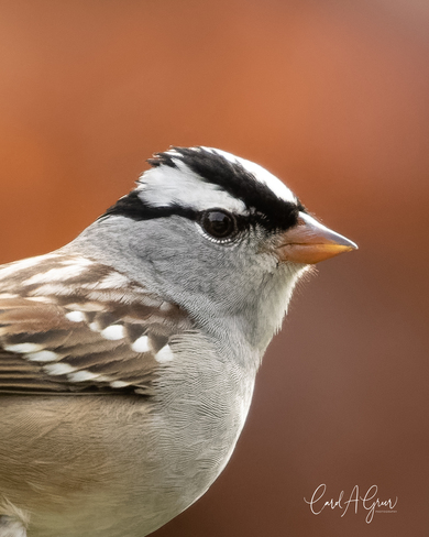 White-crowned Sparrow Cobourg, ON
