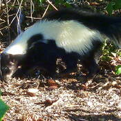 Pepé Le Pew is on the scent...