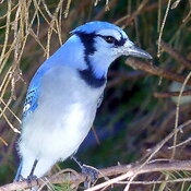 Beguiling Blue Jay