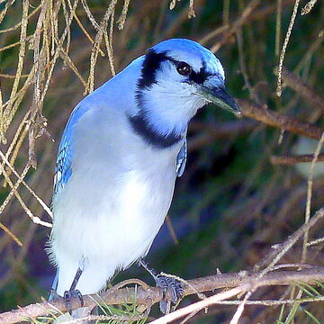 Beguiling Blue Jay