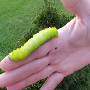The "Mystical" Luna Moth Caterpillar
