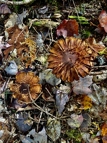 Fall hike Oromocto, New Brunswick, CA