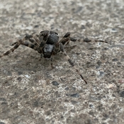 Interesting looking big spider