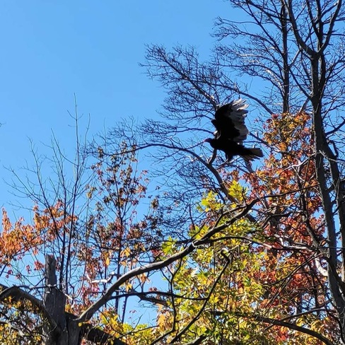 Turkey Vulture Rockton, ON