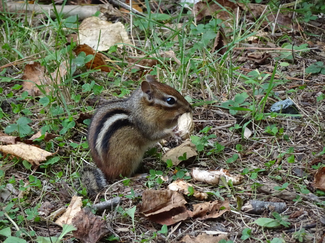 Hungry Tiny Chipmunk Sudbury, ON