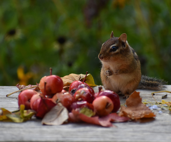 A bountiful harvest for Chippie! Cobourg, ON