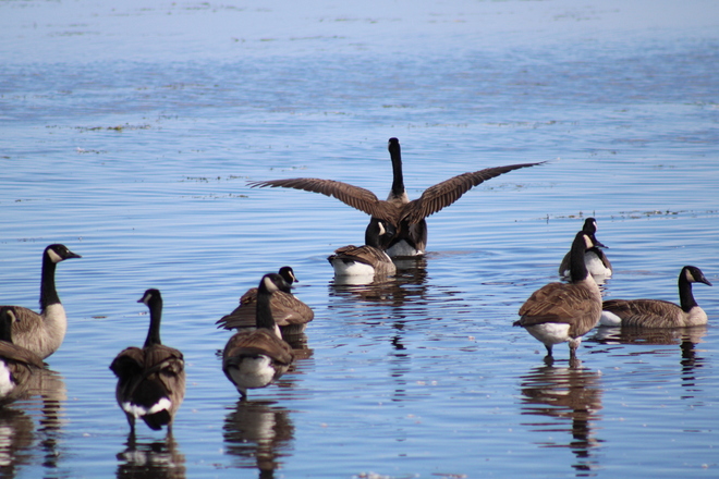 Canadian geese Erieau, ON