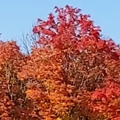 Fall beauty