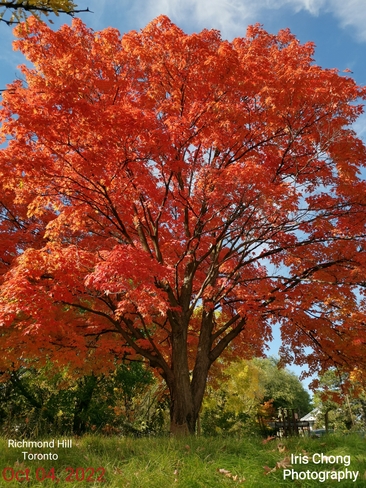 Oct 4 2022 17C The beauty of Autumn - Red maples - Nature Canvas - Richmond Hill Richmond Hill, ON