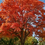 Oct 4 2022 17C The beauty of Autumn - Red maples - Nature Canvas - Richmond Hill