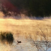Duck in the fog