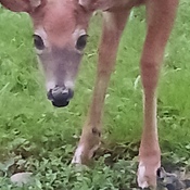 Backyard deer
