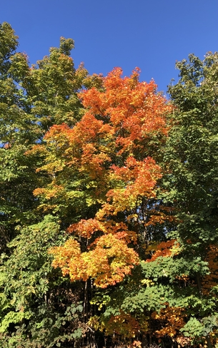 Ha les belles couleurs de l’automne ! Blainville, Québec, CA