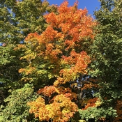 Ha les belles couleurs de l’automne !