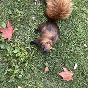 Calico Squirrel hmm