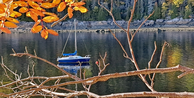 Le solitaire en automne. La Baie, Saguenay, QC