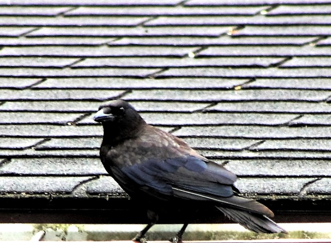 Black Bird Orillia, ON