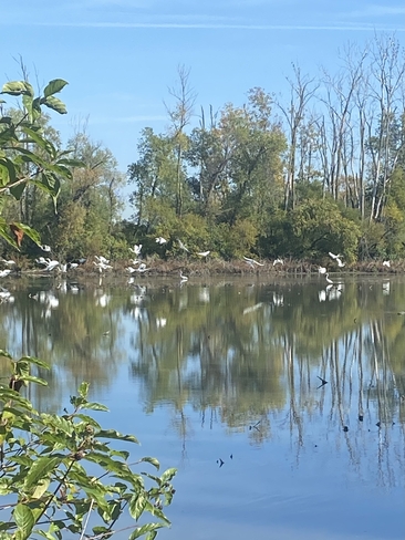Egrets gathering for south migration Amherstburg, Ontario, CA