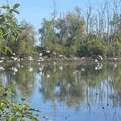 Egrets gathering for south migration