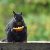 Squirrel enjoys an orange.