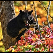 Black Bear Autumn