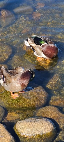 Ducks at Cobbs Gander, NL