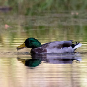 mallard duck feeding