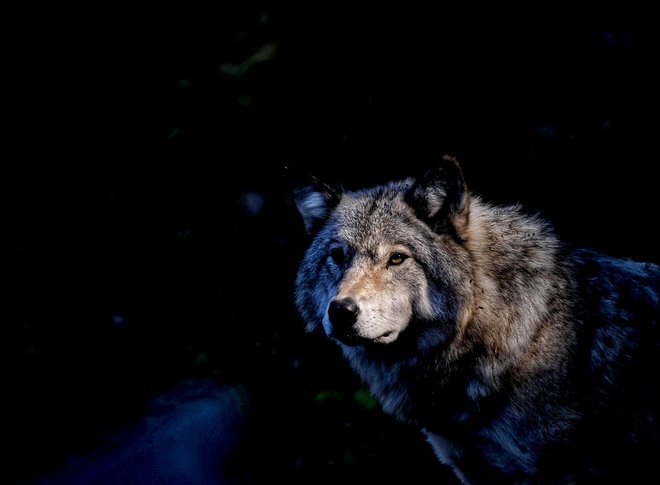 Grey Wolves Montebello, QC