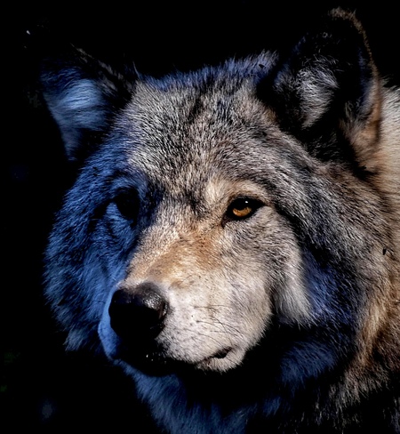 Grey Wolves Montebello, QC