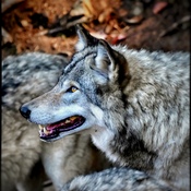 Grey Wolves