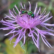 Pretty Little Emerald Bee