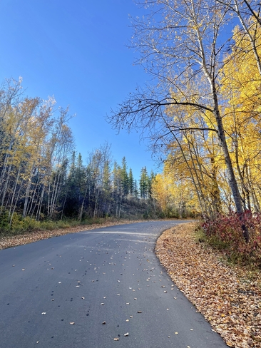 Fallen leaves Nipawin, Saskatchewan, CA
