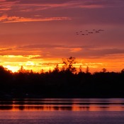 Geese at sunset along the Ottawa River... HMW