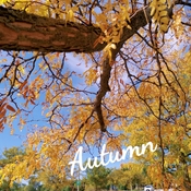 Oct 6 2022 Autumn in Gold - Richmond Hill