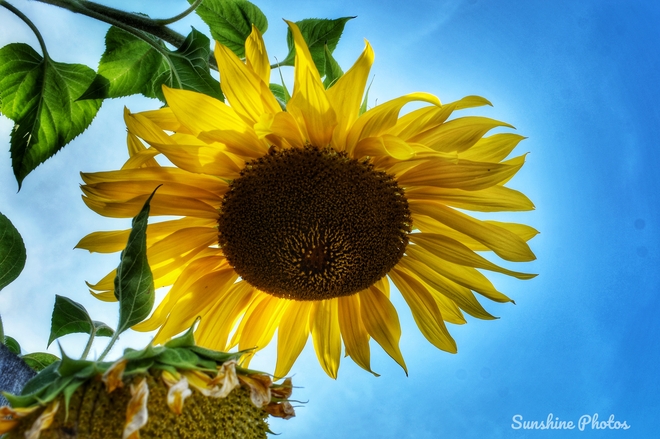 Sunflower love Port Alberni, BC