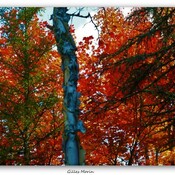 Paysage d&#39;automne.