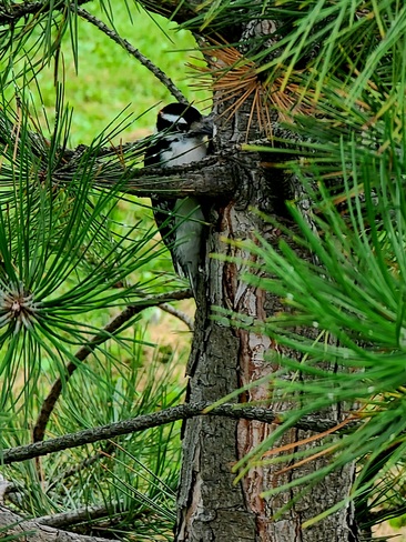 Downy Woodpecker La Prairie, QC