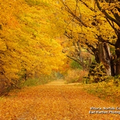 Autumn Splendor Vittoria Ontario